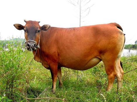 肉牛