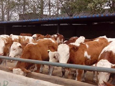 西门塔尔牛牛犊